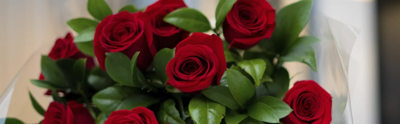rosas vermelhas dias do namorados