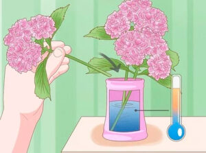 Como cuidar de flores