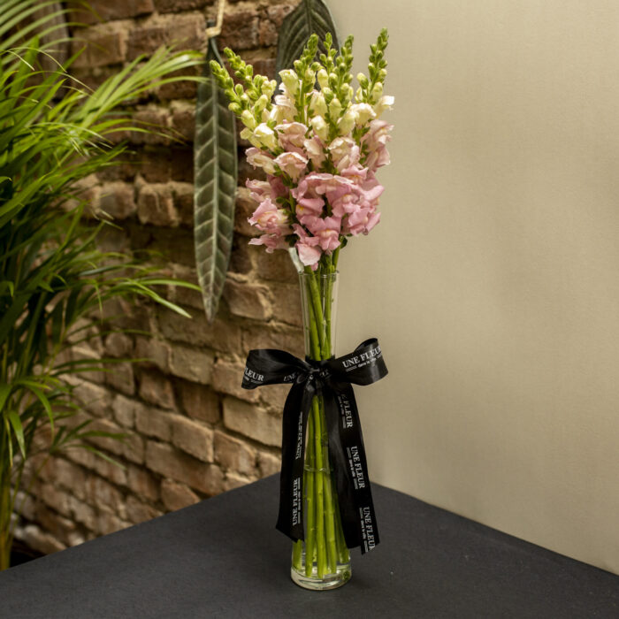 Arranjo de Boca de Leão em Vaso - Elise - Imagem 2