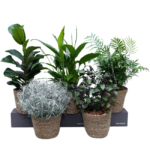 Mini Palmeira em Vaso de Fibra Natural