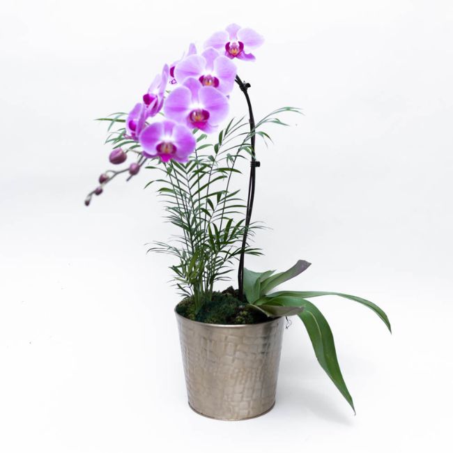 Loja de flores online: Orquídeas - Une Fleur