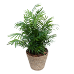 Mini Palmeira em Vaso de Fibra Natural