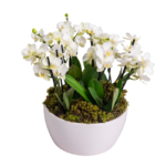 Orquideas Brancas em Bacia