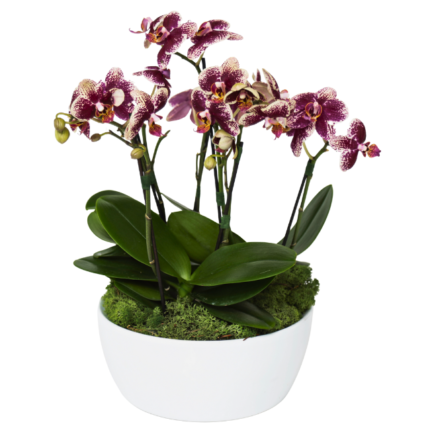 Orquidea Pink Mesclada em Vaso Branco - Anne-Lise