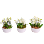 Orquideas Brancas em Bacia