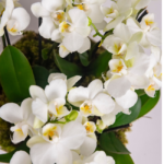 Orquideas Brancas em Bacia