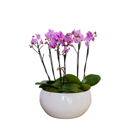 Orquideas Pink em Vaso Branco Anne-Sophie