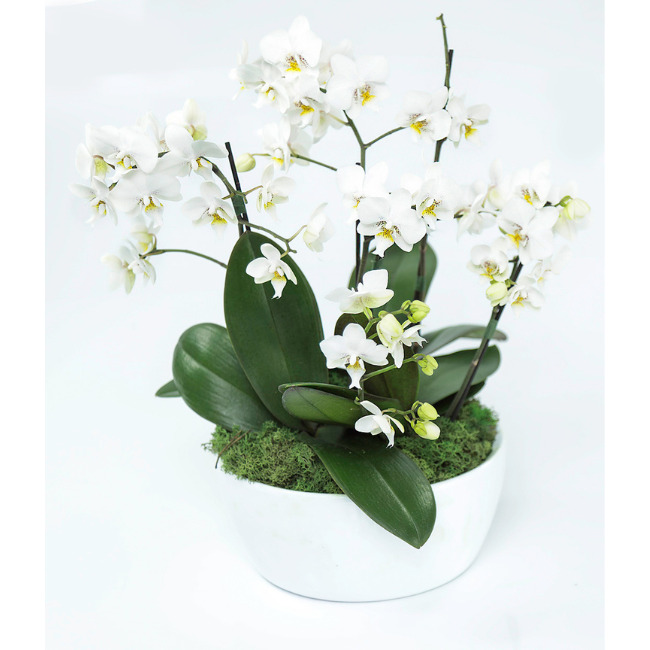 Arquivos Orquídeas - Une Fleur