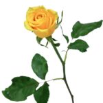 Bouquet de Rosa Amarela - Florence - Imagem 2