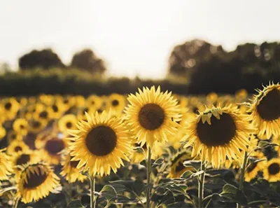 O Girassol: Uma Beleza Radiante e Generosa