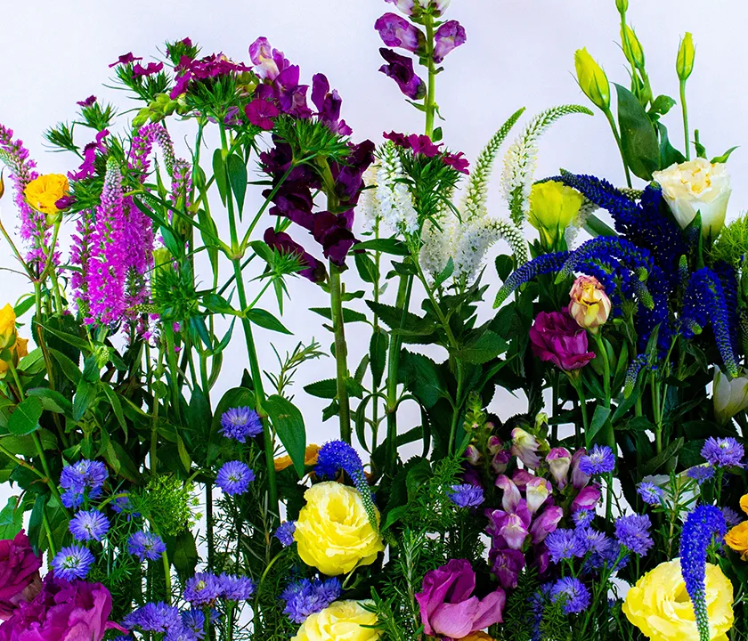 Criação do florista