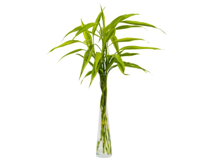 Vaso de Bambu da Sorte – Lucky - Imagem 2