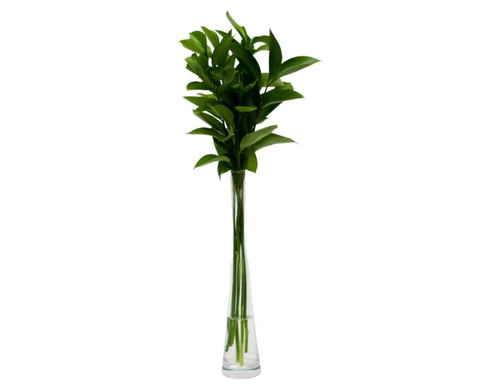 Vaso de Ruscus - Ara - Imagem 1