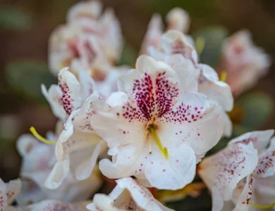 Astromélias: a flor que simboliza conexões emocionais e une beleza, charme e versatilidade