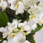 Bacia de Orquídeas Alix Branca