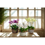 Arranjo elegante com orquideas , ideal para presentear ou decorar ambientes sofisticados em Moema.