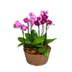 Vaso elegante com orquideas pink ideal para presentear ou decorar ambientes sofisticados em Moema.