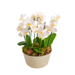 Arranjo elegante com orquideas brancas, ideal para presentear ou decorar ambientes sofisticados em Moema.