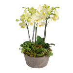 Arranjo elegante com orquideas , ideal para presentear ou decorar ambientes sofisticados em Moema.