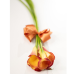 Vaso Solitário - Stéphanie