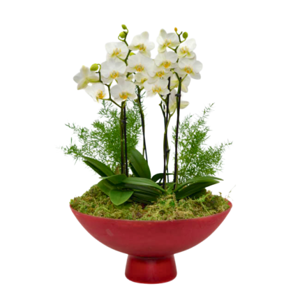 Orquídeas brancas na Fruteira – Aurore