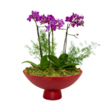 Orquídeas Pink na Fruteira - Aurore