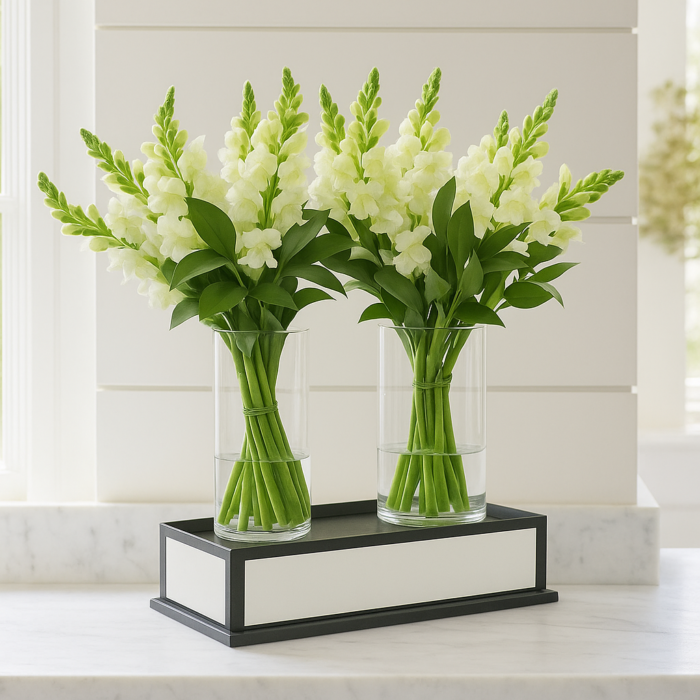 Boca de Leão Branca em Vaso - Léo