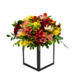 Arranjo de alstroemerias coloridas frescas em caixa cartonada rígida branca e bordas pretas. Ideal para presente