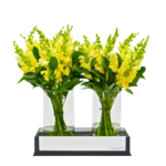 Dois arranjo de flores Boca de Leão amarelas em vaso de vidro transparente, com base preta elegante e folhagem verde decorativa.