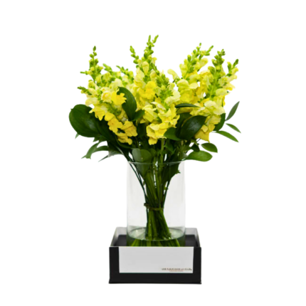 Arranjo de flores Boca de Leão amarelas em vaso de vidro transparente, com base preta elegante e folhagem verde decorativa.