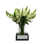 Arranjo de flores Boca de Leão Branca em vaso de vidro com base preta, ideal para presentear ou decorar ambientes refinados em Moema.