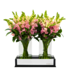 Arranjo de flores Boca de Leão Rosas em vaso de vidro transparente, com base preta elegante e folhagem verde decorativa