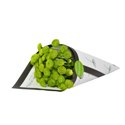 Flor do Campo Verde - Kí é um buquê de flores do campo verdes em embalagem premium. Presente sofisticado, original e com personalidade.