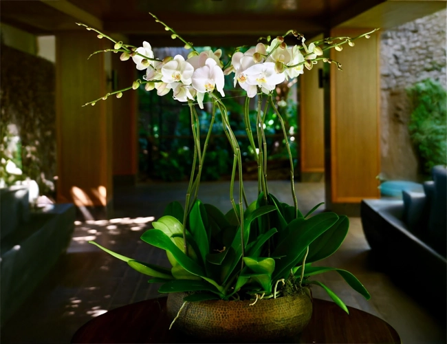 Flores e Orquídeas por Assinatura elegância e sofisticação no ambiente corporativo