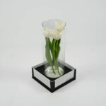 Tulipa brancas em vaso