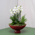 Orquideas na Fruteira Alba