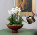 Orquideas na Fruteira Alba