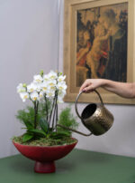 Orquideas na Fruteira Alba