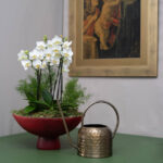 Orquideas na Fruteira Alba