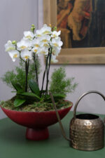 Orquideas na Fruteira Alba