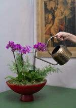 Bacia de Orquideas Pink Aurore