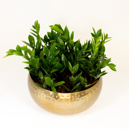 Zamioculca Elegance – Folhagem Premium em Cachepot Dourado