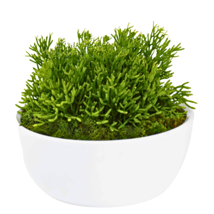 Rhipsalis Elegance – Folhagem Premium em Cachepot Branco