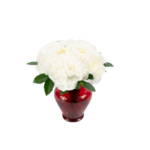 Cravos Brancos em Vaso - Chérie