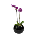 Orquidea Pink - MariaAmália