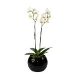 Orquidea em Vaso Aquario- Mariamália