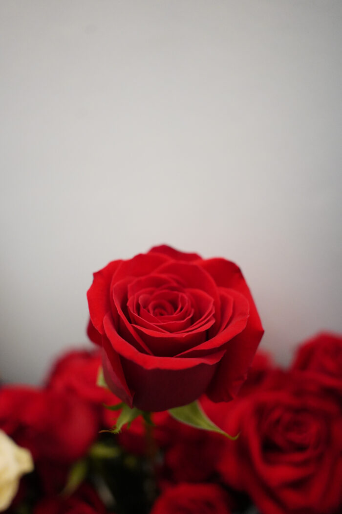 24 Rosas Vermelhas em Vaso - Bae - Imagem 2