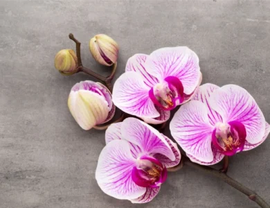 Guia Completo Para Escolher o Presente Perfeito