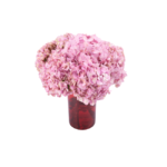 Horetensias Rosas em Vaso - Chérie