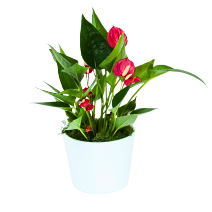 Antúrio Vermelho (Anthurium andraeanum) em vaso branco, planta de interior com brácteas vermelhas brilhantes e folhas verdes, ideal para presente.